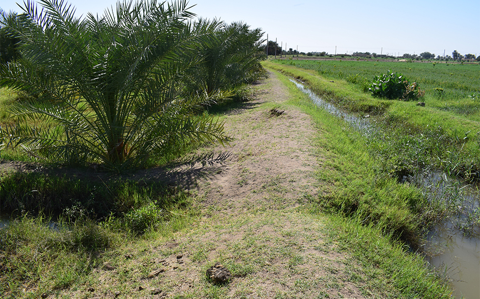 DATE PALM PRODUCTION ALONG THE NILE IN NORTHERN SUDAN (Completed Project)